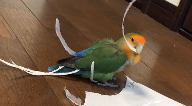 紙をちぎっては尻尾にエクステするインコさんに なんだこの孔雀は ニコニコニュース