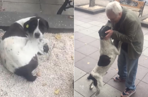 おじいさんはあきらめなかった いなくなった愛犬を探し続けて3年後 ついに感動の再会を果たす ジョージア ニコニコニュース