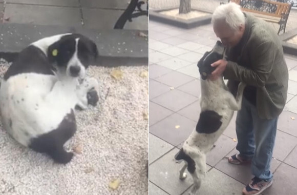 おじいさんはあきらめなかった いなくなった愛犬を探し続けて3年後 ついに感動の再会を果たす ジョージア ニコニコニュース おじいさんはあきらめなかった いなくなった愛犬を探し続けて3年後 ついに感動の再会を果たす ジョージア ニコニコニュース