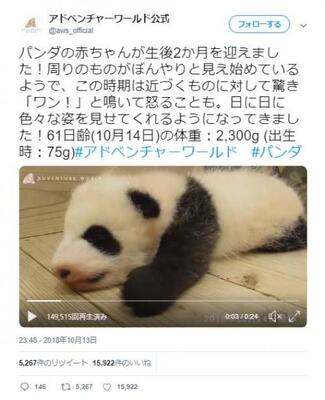 パンダの赤ちゃんが元気に ワン アドベンチャーワールド公式動画ツイートが話題に かわいいのに鳴き声は低音ボイスのギャ ニコニコニュース