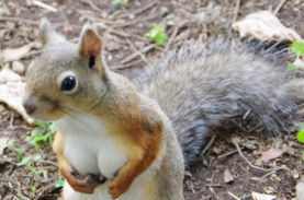 谷間ボンッ 巨乳リスの手ブラショットがセクシーすぎるとツイッターで話題に ニコニコニュース