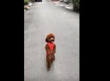 まるで小さな子どものように二足歩行するワンちゃんが可愛すぎる ニコニコニュース まるで小さな子どものように二足歩行するワンちゃんが可愛すぎる ニコニコニュース