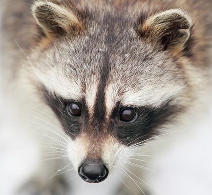 Sns投稿で発覚したアライグマ虐待事件 書類送検された男たちが行った愚かな行為 ニコニコニュース