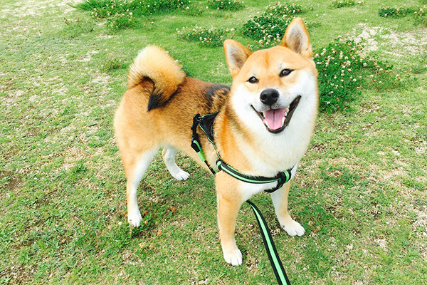 いちばん人気は モモ 犬の名前ランキング調査18 が発表 ニコニコニュース いちばん人気は モモ 犬の名前ランキング調査18 が発表 ニコニコニュース