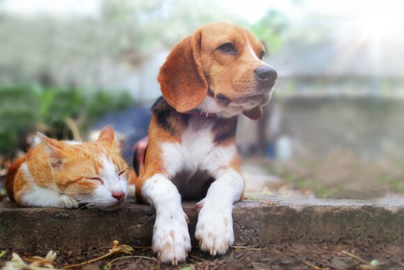 犬と猫 どっちも家族にしたいし仲良くさせたい 猫と相性が良いとされる5種の犬 ニコニコニュース