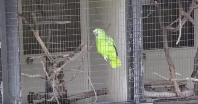 寂しくなると おーい だれかー と叫ぶ足羽山公園のインコが可愛い笑 ニコニコニュース