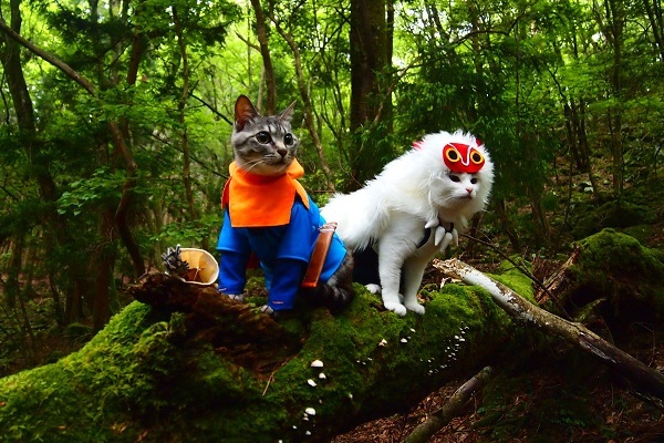 コスプレイヤーは2匹の飼い猫 手作り衣装のサンとアシタカが可愛い ニコニコニュース コスプレイヤーは2匹の飼い猫 手作り衣装のサンとアシタカが可愛い ニコニコニュース