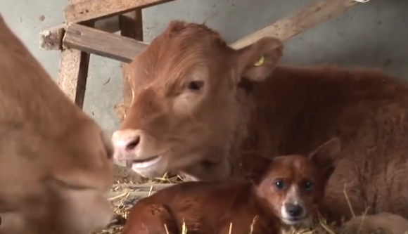 大親友の牛が売られることに 悲しみで涙を流す犬だったが それを見かねた飼い主が ニコニコニュース