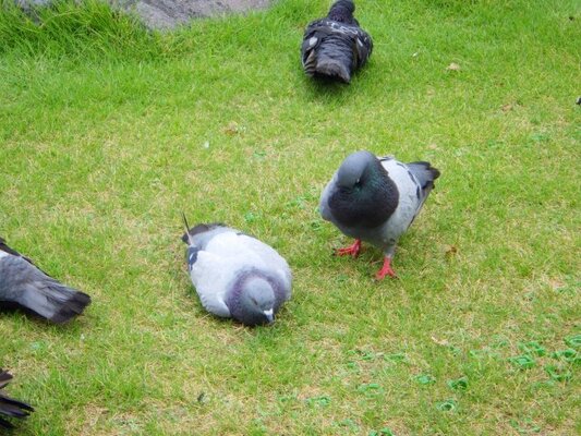 わずか3 しか戻らない 北陸唯一の ハト専門店 で鳩レースの魅力聞いてみた ニコニコニュース