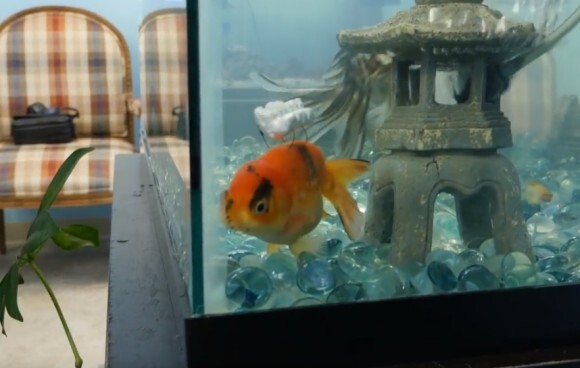 障害を抱え泳げなくなってしまった金魚が 仲間を得て再び泳げるようになるまでも物語 アメリカ ニコニコニュース 障害を抱え泳げなくなってしまった金魚が 仲間を得て再び泳げるようになるまでも物語 アメリカ ニコニコニュース