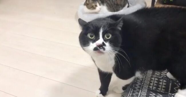 飼い猫が突然喋り出して怖いと話題に 猫ってこんな喋るの 低音ボイスにびっくり などの声 ニコニコニュース