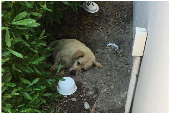引っ越しの時に置き去りにされた犬が もう一度人と共に第二の犬生を望むまで アメリカ ニコニコニュース