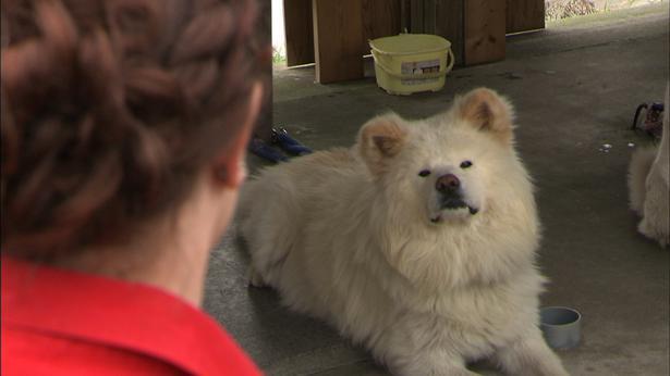 ブサカワ犬 わさお 動物と話せる女性 と対面 最愛の飼い主の死から約1年 ニコニコニュース ブサカワ犬 わさお 動物と話せる女性 と対面 最愛の飼い主の死から約1年 ニコニコニュース