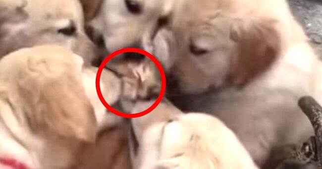 ゴールデンレトリバーの大きな子犬たちに好かれてしまった猫が大変なことになってしまう笑 ニコニコニュース ゴールデンレトリバーの大きな子犬たちに好かれてしまった猫が大変なことになってしまう笑 ニコニコニュース