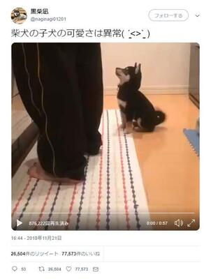 柴犬の子犬が オスワリ をすると後ずさってしまう動画が話題に 仕事休憩中に癒されました 悶絶のかわいさ ニコニコニュース