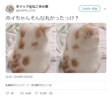 猫ホイップさんのまるい姿に お醤油垂らした雪だるまさん ハーゲンダッツ コメント集まる ニコニコニュース
