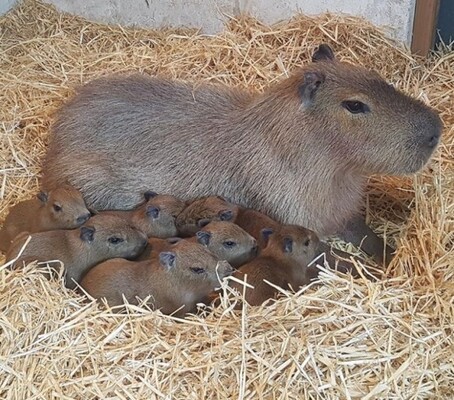 これが聖母の幼体なのかしら 超かわいいカピバラの赤ちゃんが生まれたよ ニュージーランド ニコニコニュース