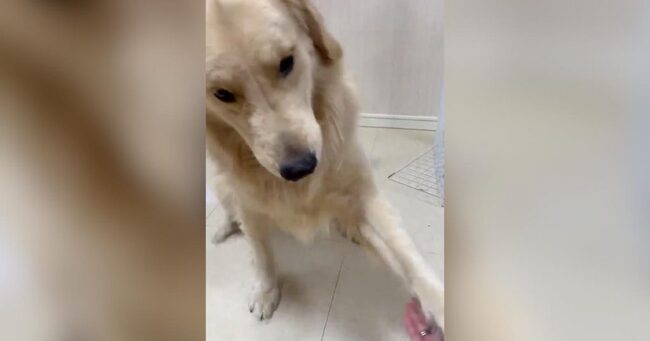 お手 は得意なのに おかわり と 伏せ が面白すぎる犬が可愛いと話題に ニコニコニュース お手 は得意なのに おかわり と 伏せ が面白すぎる犬が可愛いと話題に ニコニコニュース