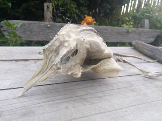 エイリアン 地元民困惑 羽から角を生やした謎生物が海岸に打ち上げられる ニュージーランド ニコニコニュース