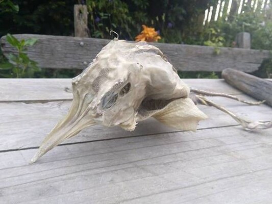 エイリアン 地元民困惑 羽から角を生やした謎生物が海岸に打ち上げられる ニュージーランド ニコニコニュース エイリアン 地元民困惑 羽から角を生やした謎生物が海岸に打ち上げられる ニュージーランド ニコニコニュース