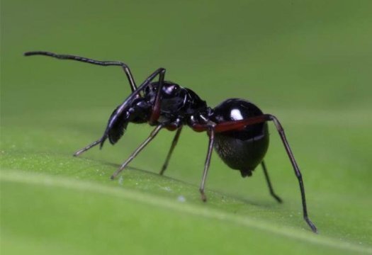 ハエトリグモは 母乳 で子育てしていることがわかる ニコニコニュース