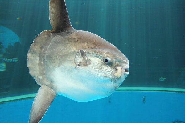 マンボウ最弱伝説とは 死因がデリケートすぎると話題のマンボウさんは謎だらけ ニコニコニュース