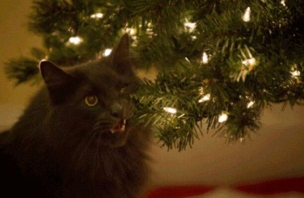 またしてもあの季節がやってくる クリスマスツリーを狙う破壊神 その名は猫なり ニコニコニュース