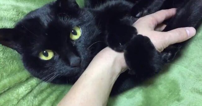 飼い主さんの腕に抱きついて甘えていた猫 すると ゆっくりとウインクして 大好き と伝えてきた ニコニコニュース 飼い主さんの腕に抱きついて甘えていた猫 すると ゆっくりとウインクして 大好き と伝えてきた ニコニコニュース