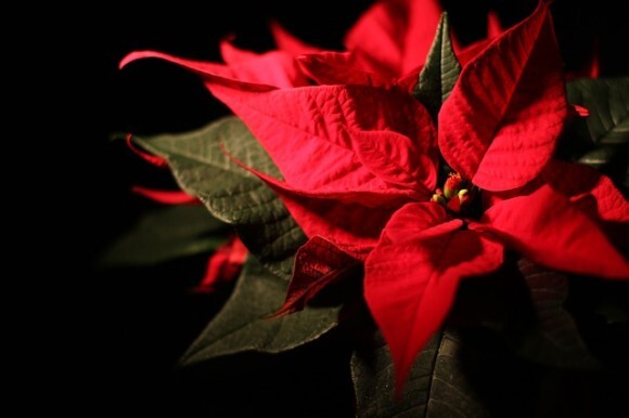 クリスマスでお馴染みの赤い植物 ポインセチア には本当に毒があるのか それはどの程度なのか ニコニコニュース