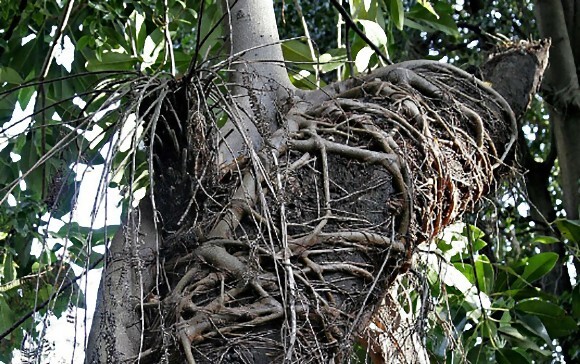 げに恐ろしきは植物かな 他の植物を絞め殺しながら成長していく 絞め殺しの木 ニコニコニュース げに恐ろしきは植物かな 他の植物を絞め殺しながら成長していく 絞め殺しの木 ニコニコニュース