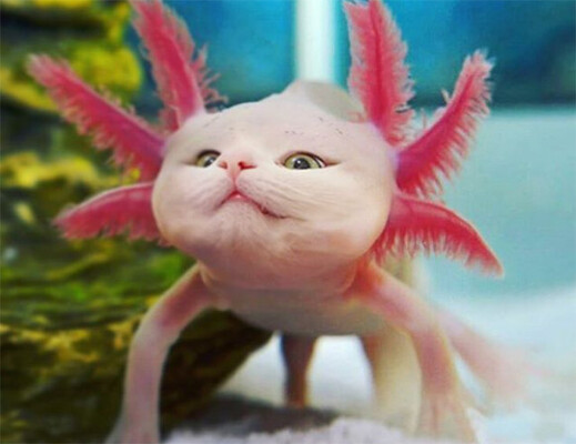 猫はどんな動物にもよくなじむ 2匹の飼い猫を他の動物と合体させてキメラ化させた作品 ニコニコニュース