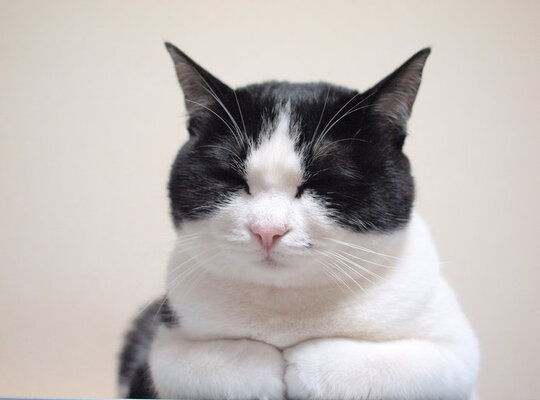 スリスリ ふみふみ しっぽピーン 猫のしぐさの オノマトペ ニコニコニュース スリスリ ふみふみ しっぽピーン 猫のしぐさの オノマトペ ニコニコニュース