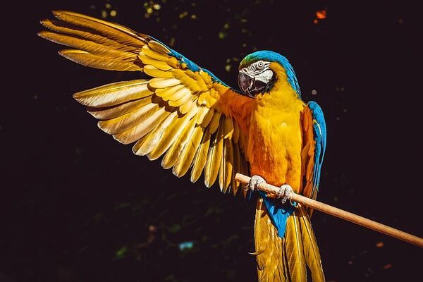 なぜオウムだけ他の鳥より賢いのか オウムの進化過程は 人間と似ている という研究結果 ニコニコニュース