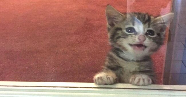 子猫を拾ったものの 家には大型犬がいるので飼えない しかし翌日の心温まる光景を見て飼うことを決心する ニコニコニュース