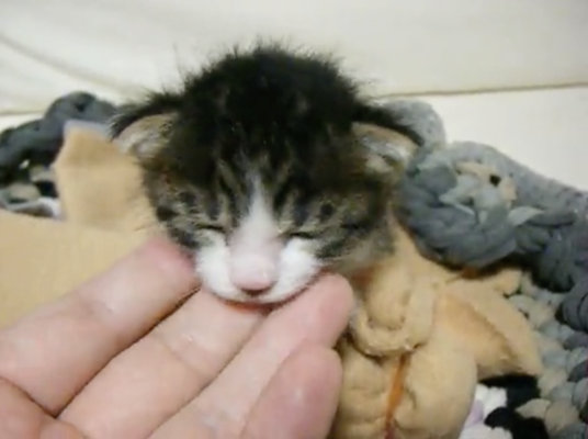 へその緒がついたままの子猫 を路上で発見 置き去りにされていた天使が 元気にスクスク成長する模様をお届け ニコニコニュース へその緒がついたままの子猫 を路上で発見 置き去りにされていた天使が 元気にスクスク成長する模様をお届け ニコニコニュース