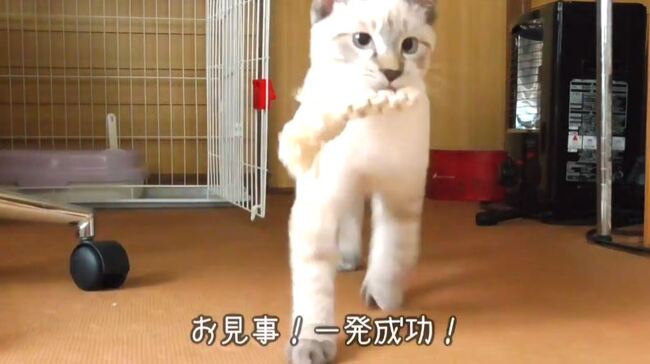 さてはお前 犬 だな 投げたオモチャをくわえて持ってくる猫ちゃんに 犬だこれ かわゆいのう の声 ニコニコニュース