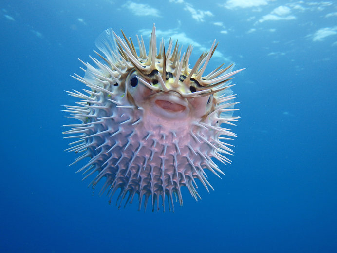 マンボウ ハリセンボン ウツボ 食べられるってご存じでしたか 七十二候 鱖魚群 ニコニコニュース