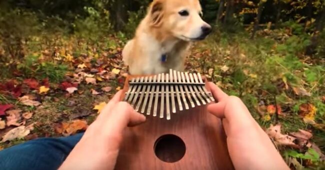 カリンバの美しい音色に恋してしまった犬 純粋な犬の表情に心洗われる ニコニコニュース カリンバの美しい音色に恋してしまった犬 純粋な犬の表情に心洗われる ニコニコニュース