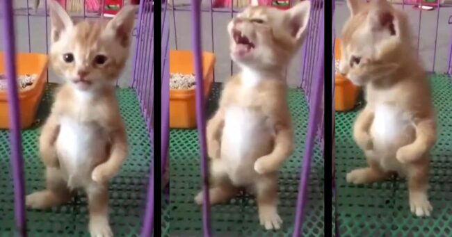 猫人間現る 二本足で立って鳴く子猫がポケモンのキャラみたいで超可愛い ニコニコニュース