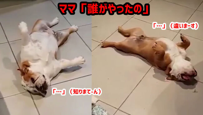 誰がやったの 飼い主にいたずらを責められると死んだふりする2匹の犬 ニコニコニュース