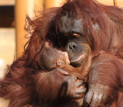 6年ぶり 多摩動物公園にオランウータンの赤ちゃん誕生 ニコニコニュース