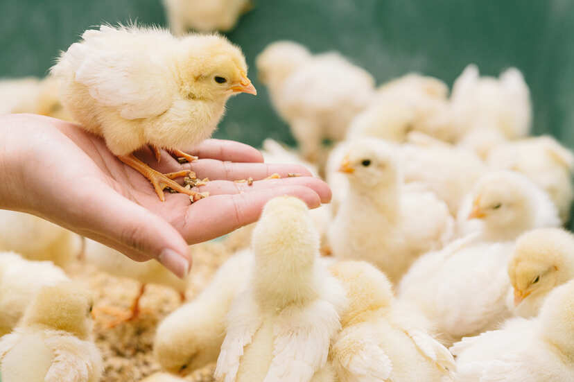 欧州で 日本人ヒヨコ鑑別師 が超人気 週3日で年収650万円と知り希望者殺到も ニコニコニュース