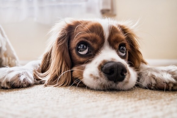 ペットショップで販売できるのは保護動物のみ アメリカ初となる州全体での新法が施行される カリフォルニア州 ニコニコニュース