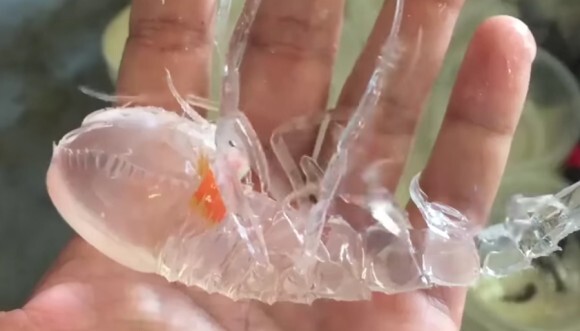 とぅるんとぅるんで透明 エビみたいな体の中央にはオレンジ色の大きな目 この生き物の正体は ニコニコニュース とぅるんとぅるんで透明 エビみたいな体の中央にはオレンジ色の大きな目 この生き物の正体は ニコニコニュース