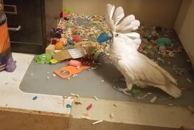 うっひゃひゃひゃぁ オウムがとにかく笑い続ける動画話題に つられて笑っちゃう人が続出中 ニコニコニュース