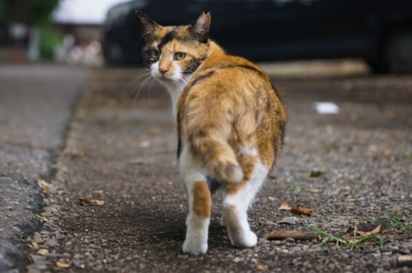 猫やハトを無残に殺害し 死骸を道に放置 弱きものをくじく卑劣な犯罪に怒りの声相次ぐ ニコニコニュース