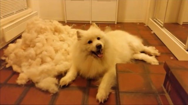 羊毛 いやちゃうねん サモエドの春はこうなるって 飼い主さんもお疲れ様でした ニコニコニュース 羊毛 いやちゃうねん サモエドの春はこうなるって 飼い主さんもお疲れ様でした ニコニコニュース