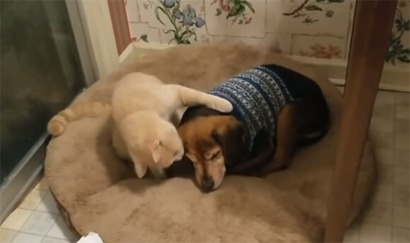 目が見えなくなった犬をやさしくいたわりながら添い寝する猫 ニコニコニュース 目が見えなくなった犬をやさしくいたわりながら添い寝する猫 ニコニコニュース