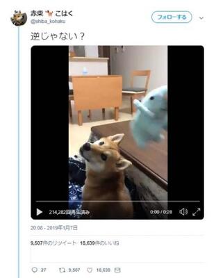柴犬と 取ってこい遊び をしようとした結果 猫も取りに行くんですね ドヤ顔 ニコニコニュース 柴犬と 取ってこい遊び をしようとした結果 猫も取りに行くんですね ドヤ顔 ニコニコニュース