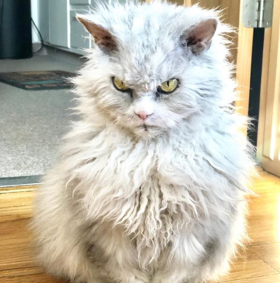 高貴なオコ顔で睨まれたい人続出 インスタ アイドルとなった猫 ポンパス アルバート ニコニコニュース 高貴なオコ顔で睨まれたい人続出 インスタ アイドルとなった猫 ポンパス アルバート ニコニコニュース